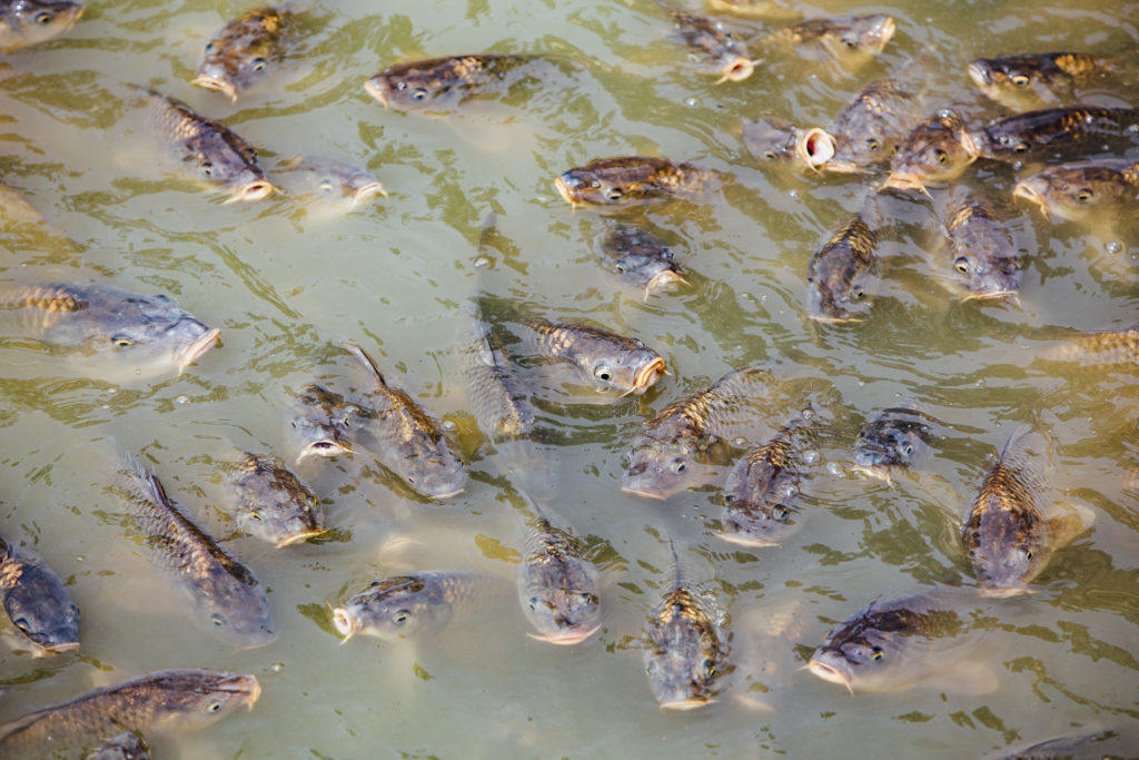 The gardens of Versailles span an impressive 1,976 acres. Rather than exploring the sprawling grounds on foot, pedal your way around with an informative guide on this full-day Versailles bike tour from Paris. 
Fishes in the lake, Versailles, on August 3rd, 2019.