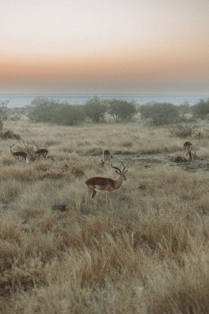 Voyage en Afrique du Sud entre Johanesbourg et Cap Town, en voiture, en aout 2022 avec Pierre Morel et Pauline Caylak.